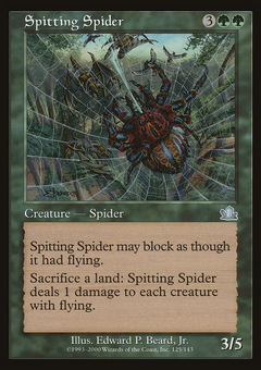 Spitting Spider